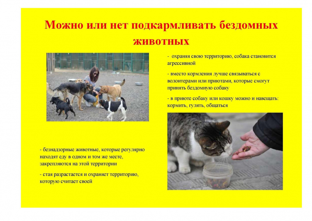 Кормление бездомных животных(v1) (1).jpg